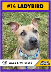 Ladybird Mutt Madness Player Card